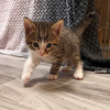Tiggy