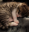 Tiggy