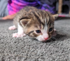 Tiggy