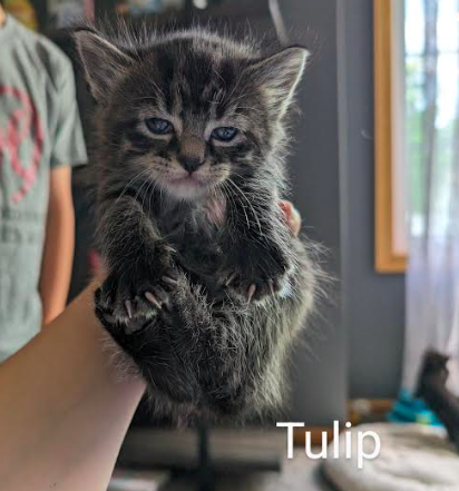 Tulip