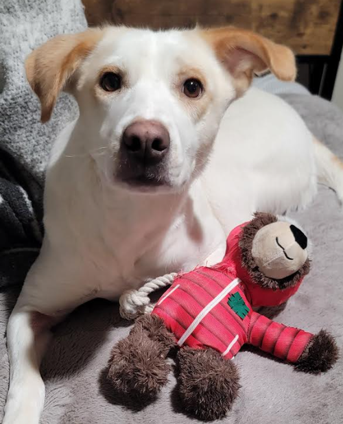 picture of the dog needing adoption