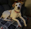 adoptable Dog in , MN named Cordelia