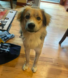 adoptable Dog in , MN named Dunne