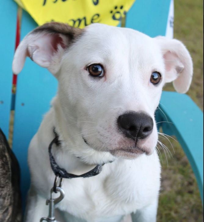 adoptable Dog in Minneapolis, MN named Chaplin