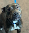 adoptable Dog in Minneapolis, MN named Menta