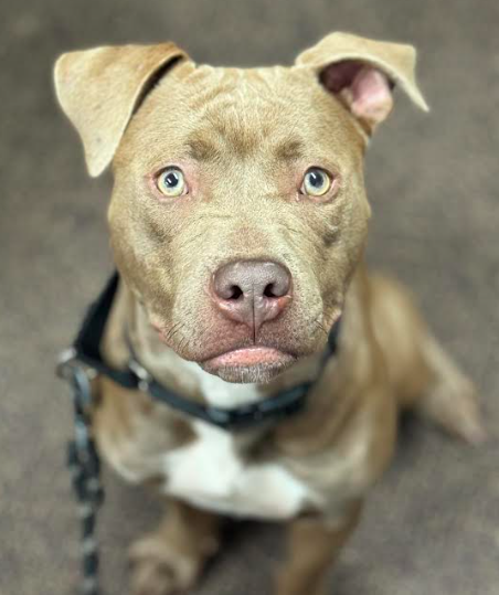 adoptable Dog in Minneapolis, MN named Basie