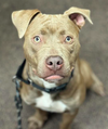 adoptable Dog in Minneapolis, MN named Basie