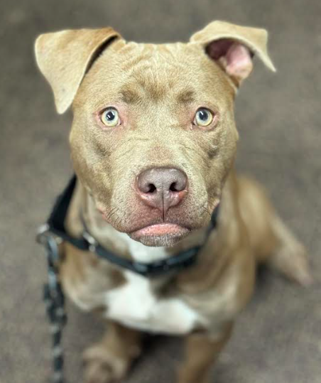 Basie