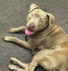 Basie
