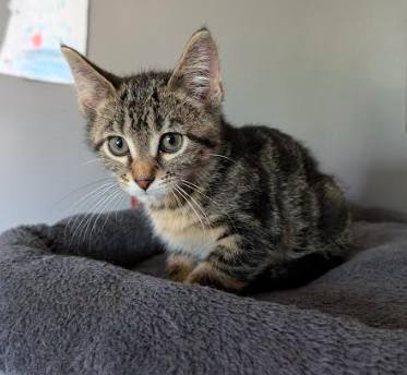 adoptable Cat in Minneapolis, MN named Andy