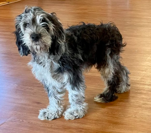 Fergus