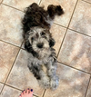 Fergus