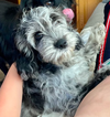 Fergus