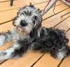 Fergus