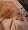 Kody