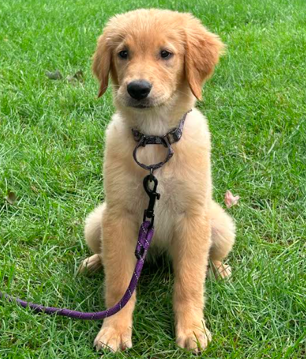 Lily Rae