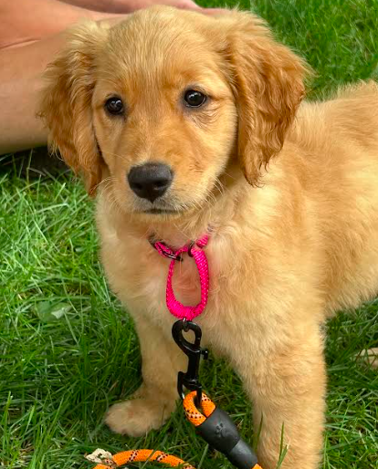 Nala