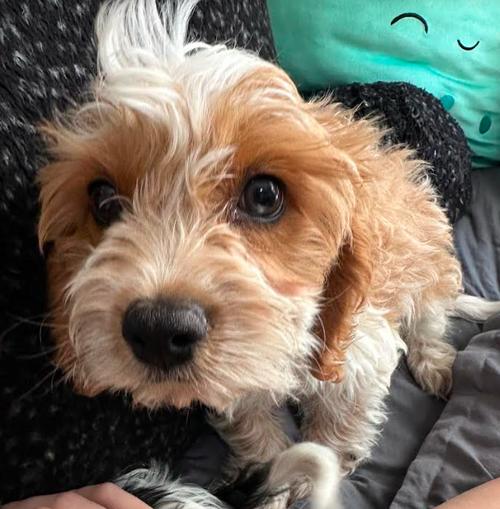 Linus