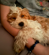 Linus
