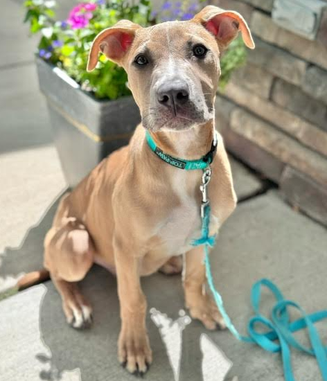 adoptable Dog in Minneapolis, MN named Kelo