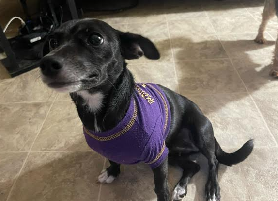 adoptable Dog in Minneapolis, MN named Candice