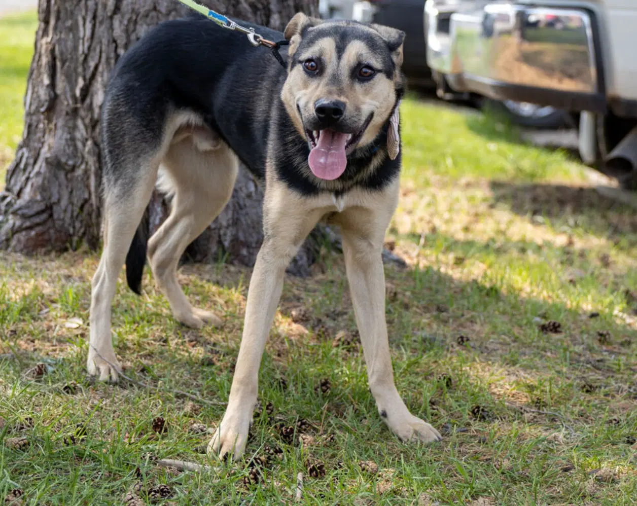 Norbert image 3