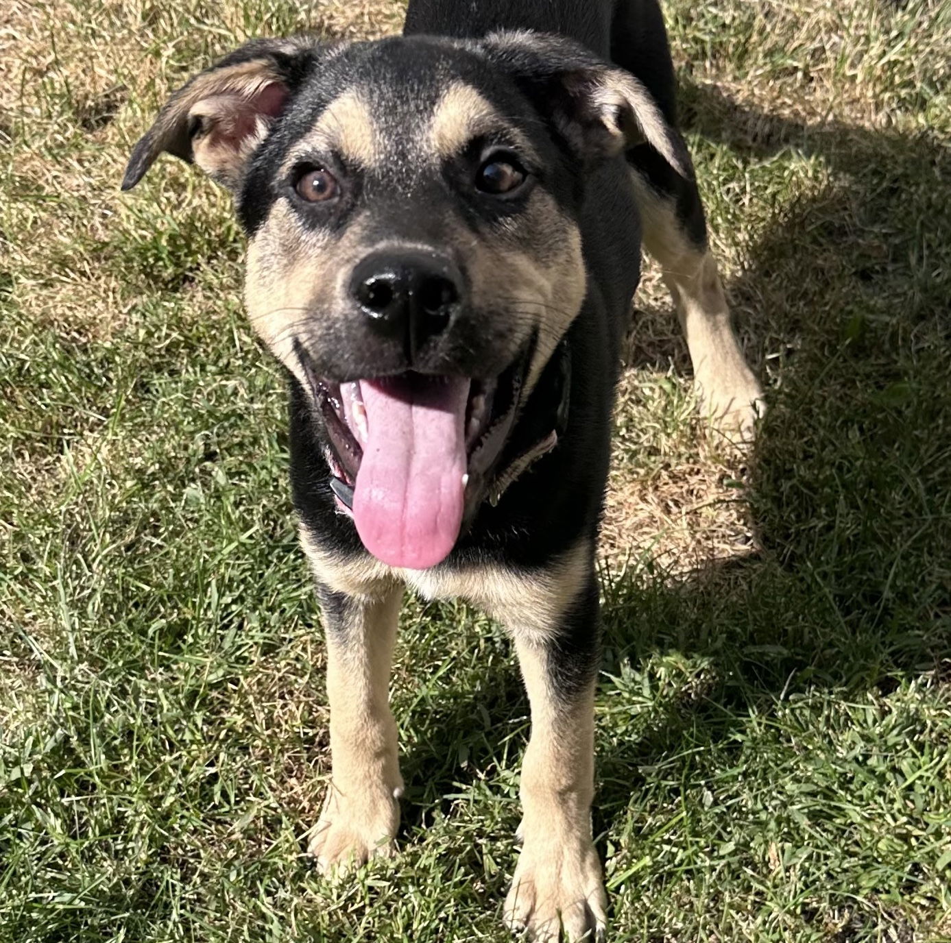 adoptable Dog in Minneapolis, MN named Norbert