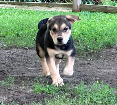 adoptable Dog in Minneapolis, MN named Nikolai