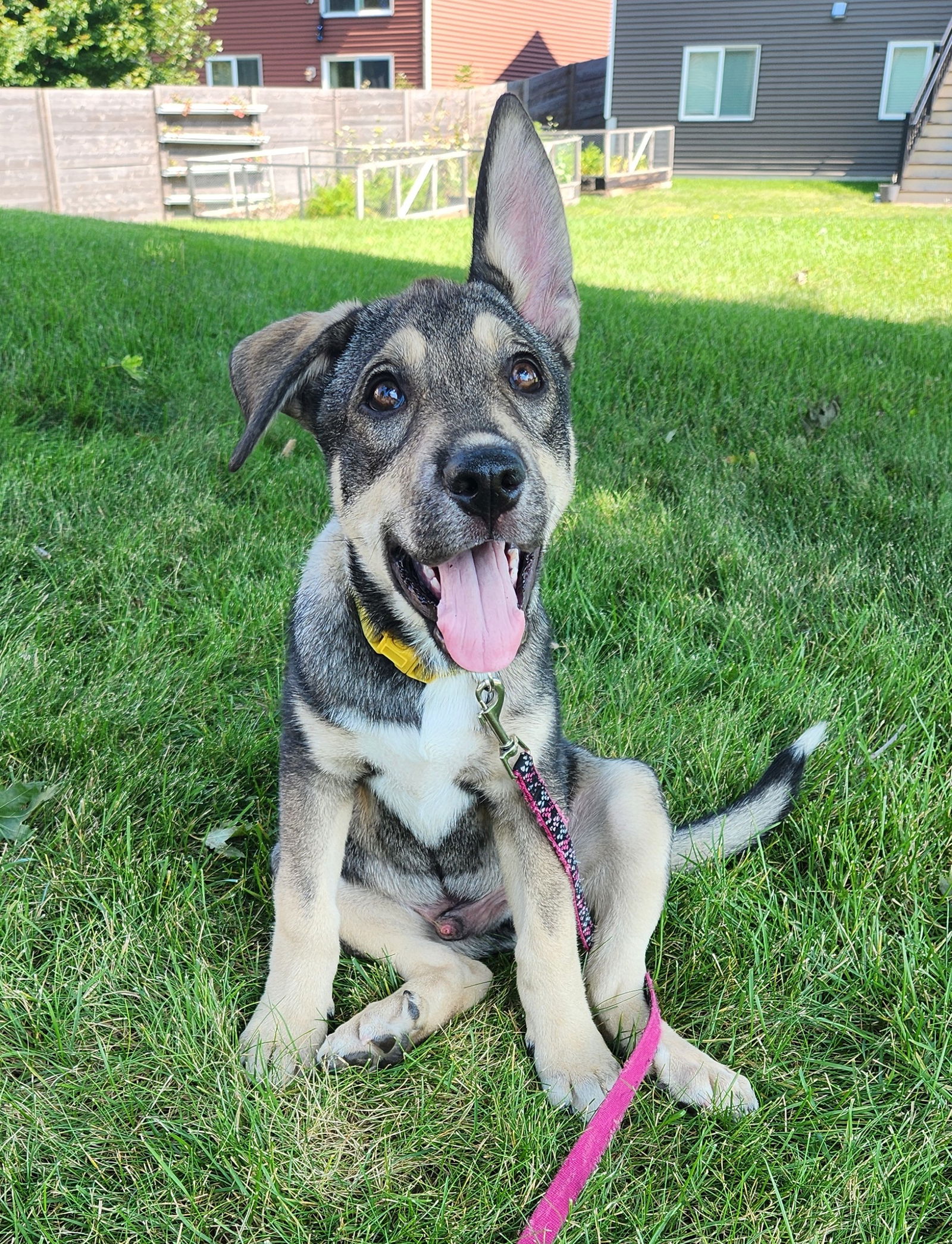 adoptable Dog in Minneapolis, MN named Newton