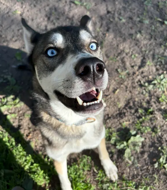 Niles - Shepherd