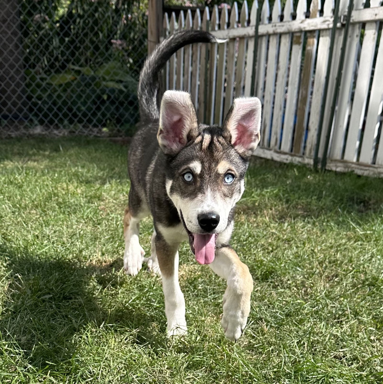 adoptable Dog in Minneapolis, MN named Niles