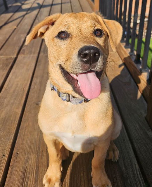 adoptable Dog in Minneapolis, MN named Nancy