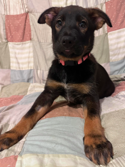 Nellie