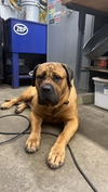 Nala