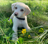 Jasmine