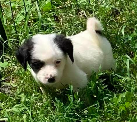 Watson