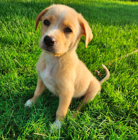 Oliver