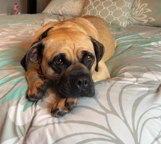 Maude