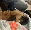 Maude