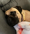 Maude
