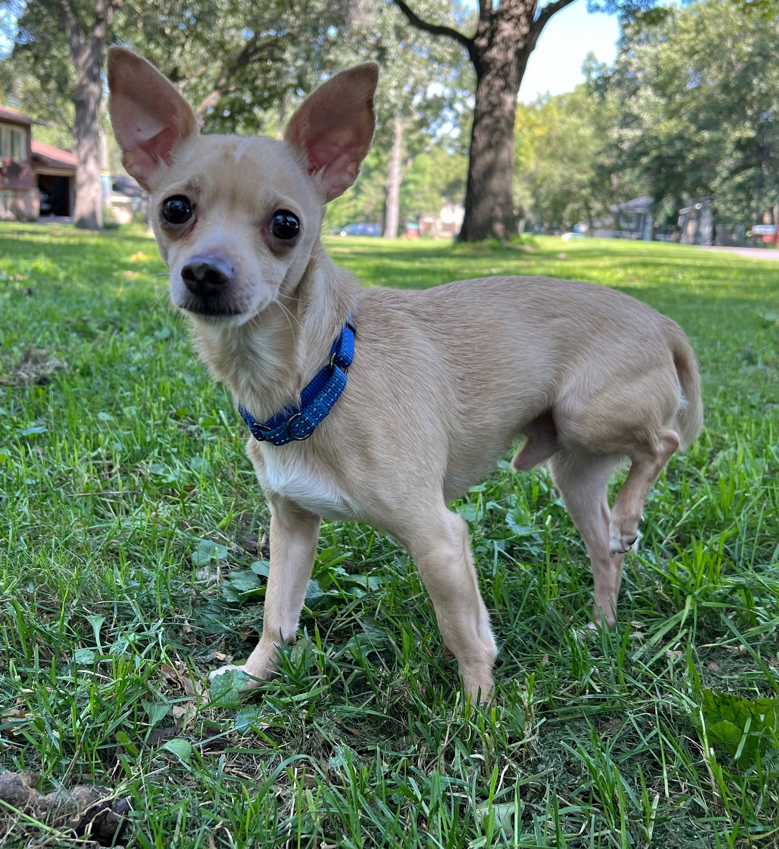 adoptable Dog in Minneapolis, MN named Charly