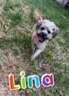 Lina