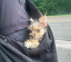 Tiny