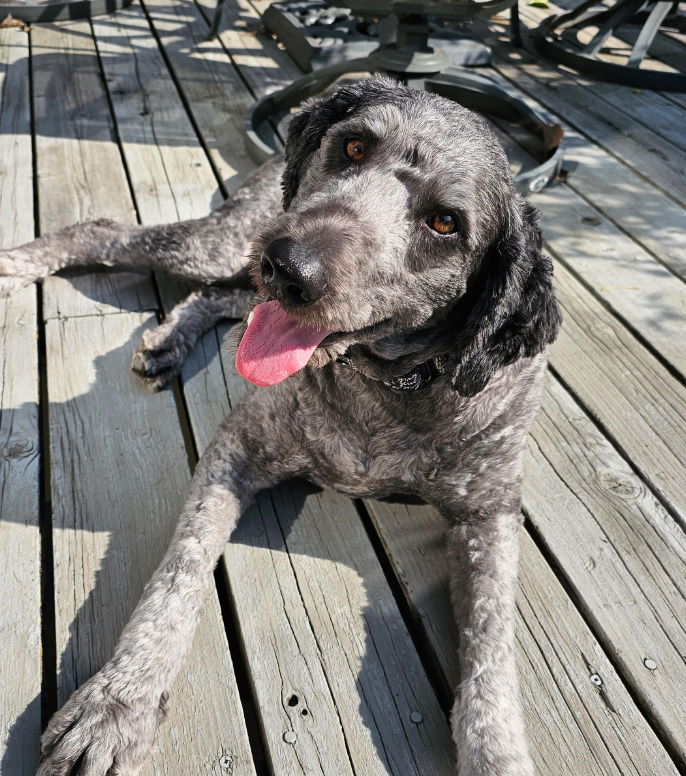 adoptable Dog in Minneapolis, MN named Colt