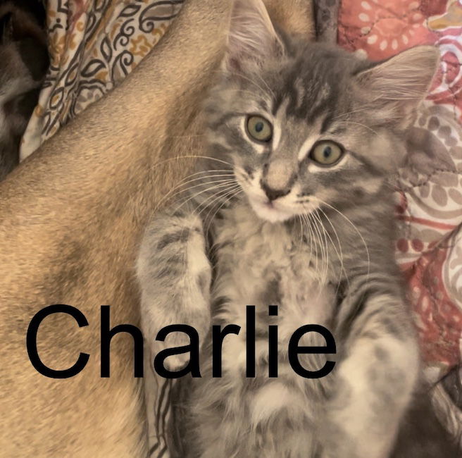 adoptable Cat in Minneapolis, MN named Charlie