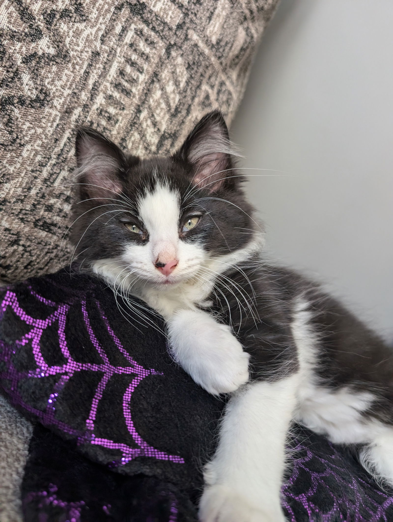 adoptable Cat in Minneapolis, MN named Chip