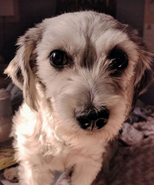 Sweetie