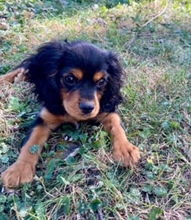 Arlo