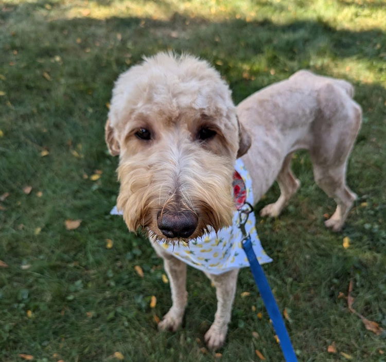 adoptable Dog in Minneapolis, MN named Jessie