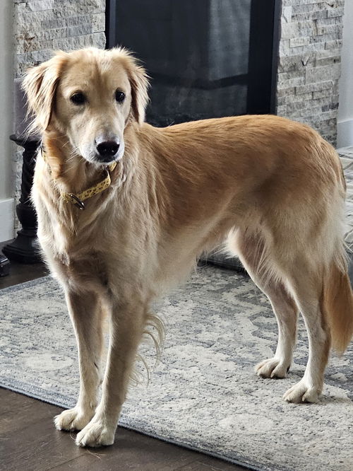 Nikita